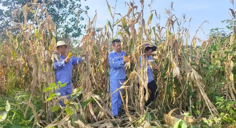 新材料公司：正是丰收好时节，志愿助农暖人心(图2)