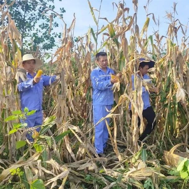 新材料公司：正是丰收好时节，志愿助农暖人心